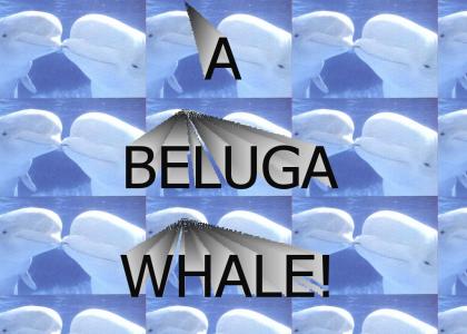 A Beluga Whale!