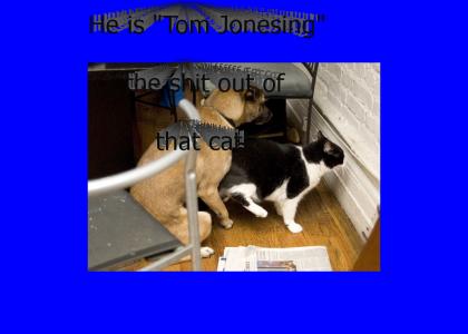 Tom Jones that cat!