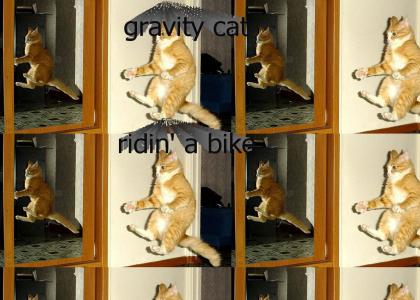 gravity cat rides a bike