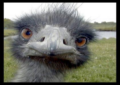 an emu stares into your soul