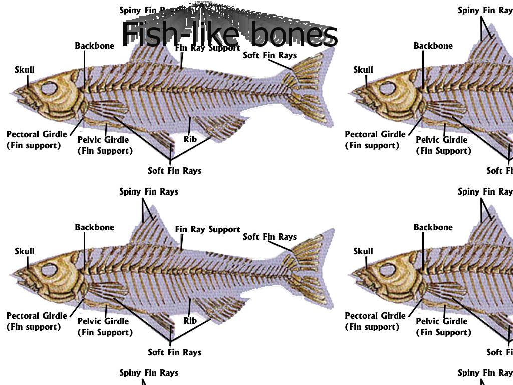 fishlikebones