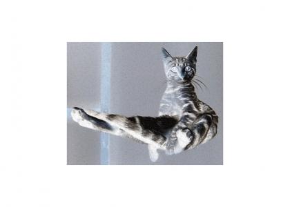 anti-levitating cat is an asshole