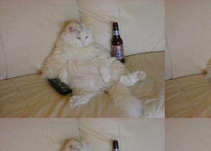 CAT BEER BEER CAT BEER BEER BEER