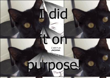 The Cat did it on Purpose