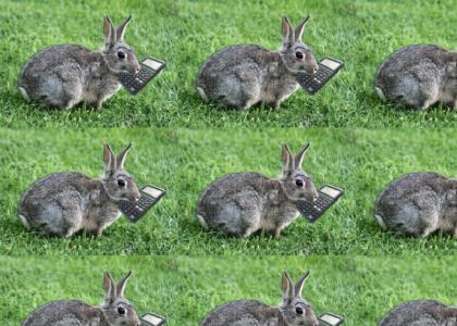 a rabbit ate my calculator!