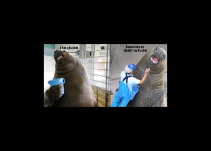 Seals are amazing