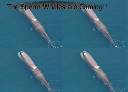The sperm whales are coming