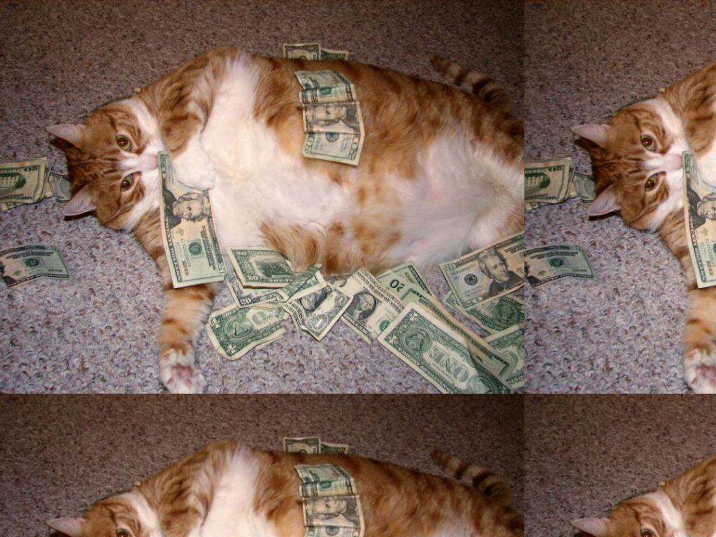 moneymoneymeowmeow