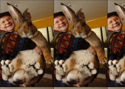 Frank the Giant Bunny Rabbit