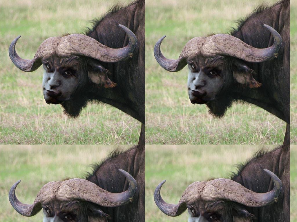 bufalote