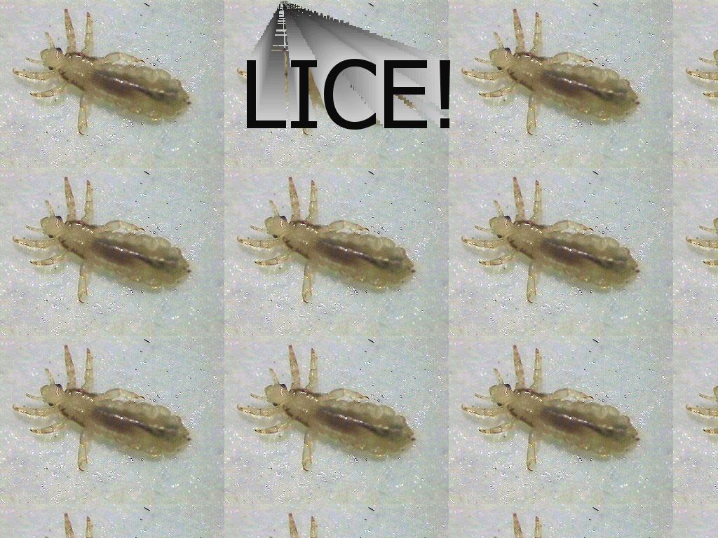 lice