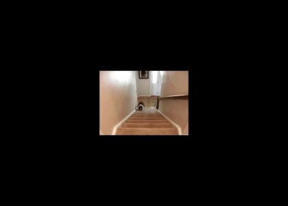 Stairs Dog