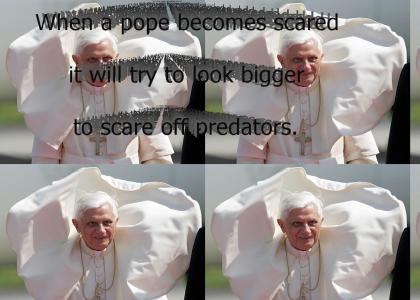A scared pope