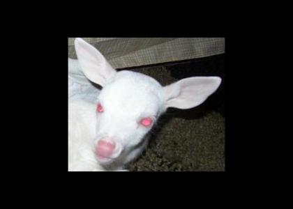 Albino Fawn Stares Into Your Soul