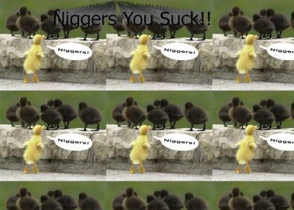 Racism...hah