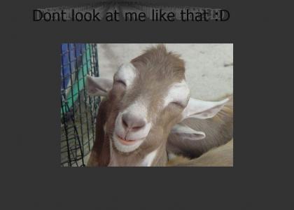 funny goat ^^