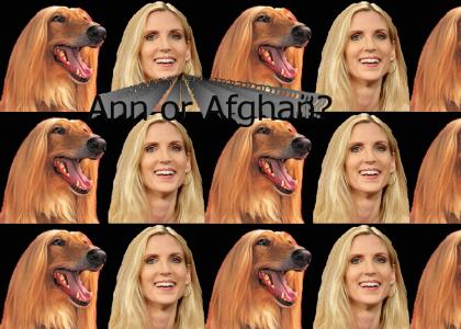 Ann Coulter or Afgan Hound?
