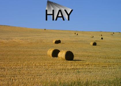 HAY