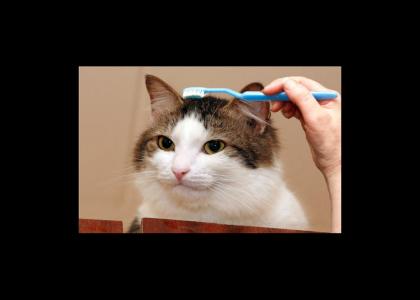 How to care for your pet cat