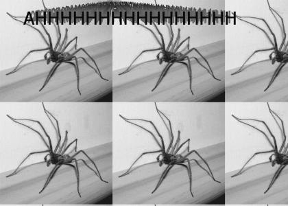 spider effect
