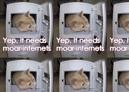 Internet Cat!