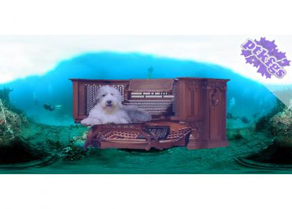 Dog on an organ underwater