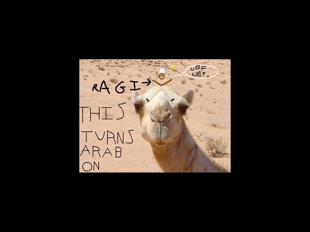 ragicamel