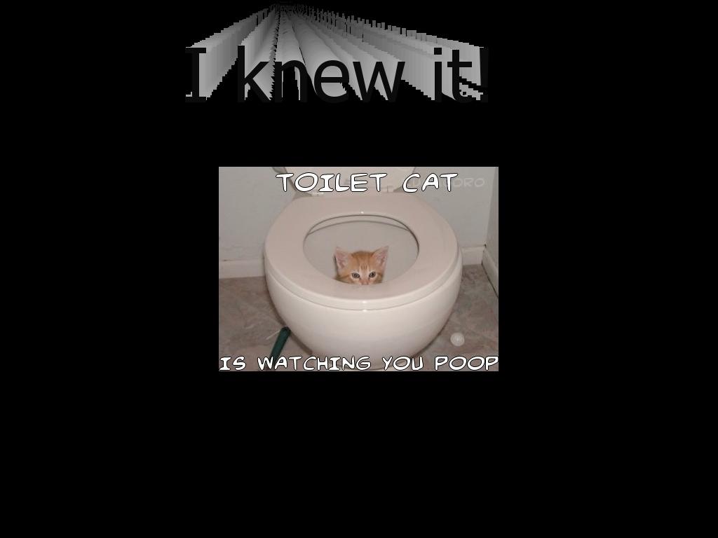 toiletcat