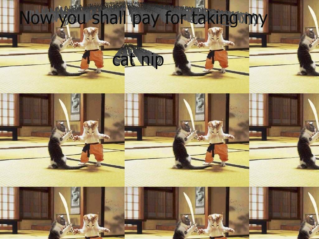 kungfucatfighting