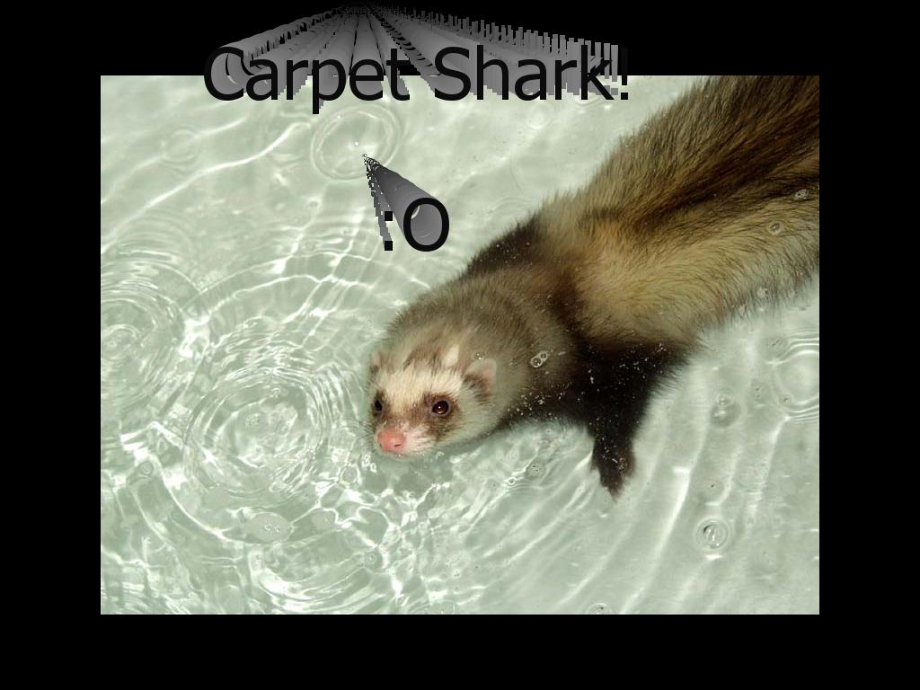carpetshark