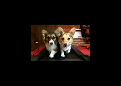 flashing lights corgis