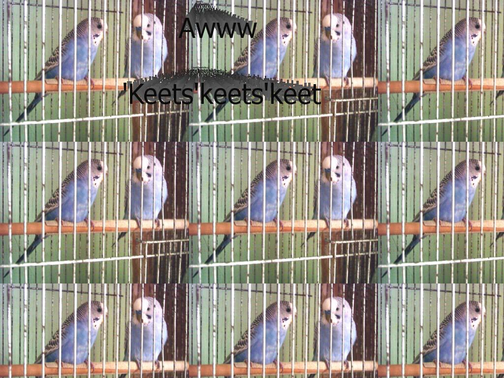 awkeetskeets