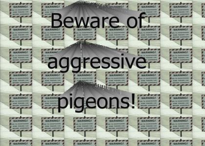 Aggressive pigeons?