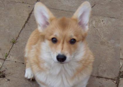 Corgi stares into your soul...