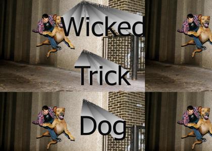 Damn T1 that's a good trick dog