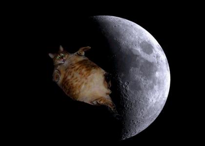 Gravity Fat Cat...