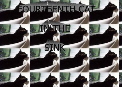 FOURTEENTH CAT IN THE SINK