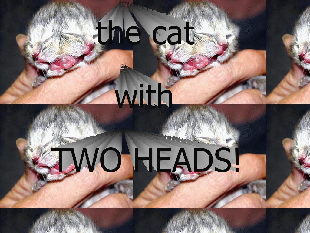 catwithtwoheads