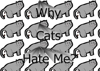 Why Cats Hate Me?