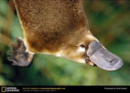 The Story of the Platypus