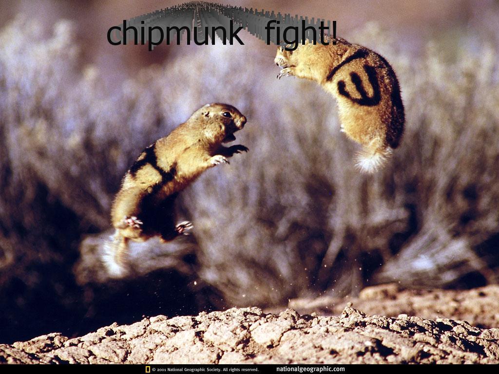 chipmunkfight12131