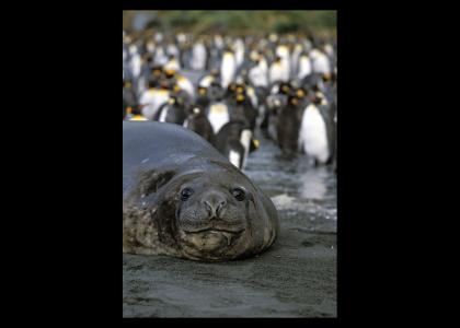 Elephant Seal Stares Into Your Soul