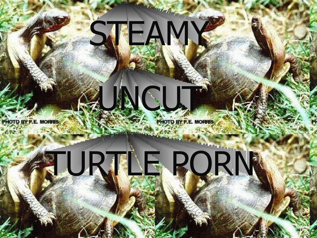 turtleporn