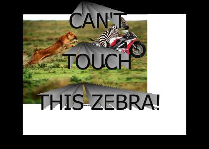 Cant touch this zebra!