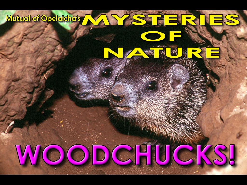 mon-woodchucks