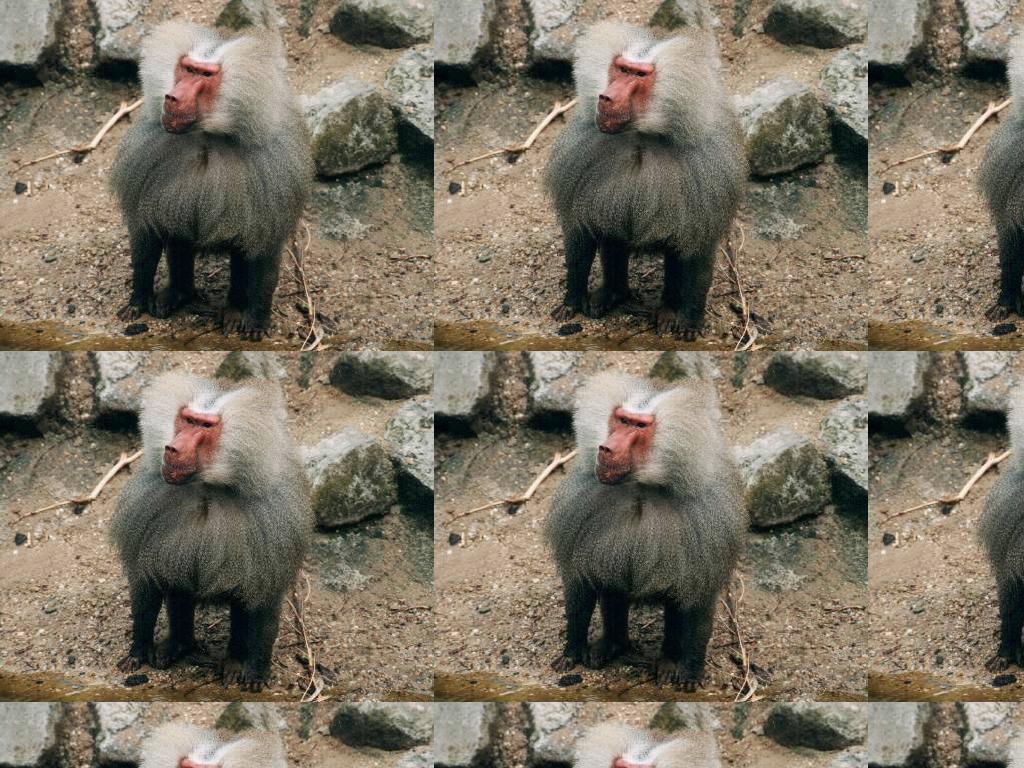 LOLOLBABOON