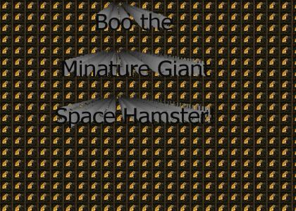 Boo the Minature Giant Space Hamster