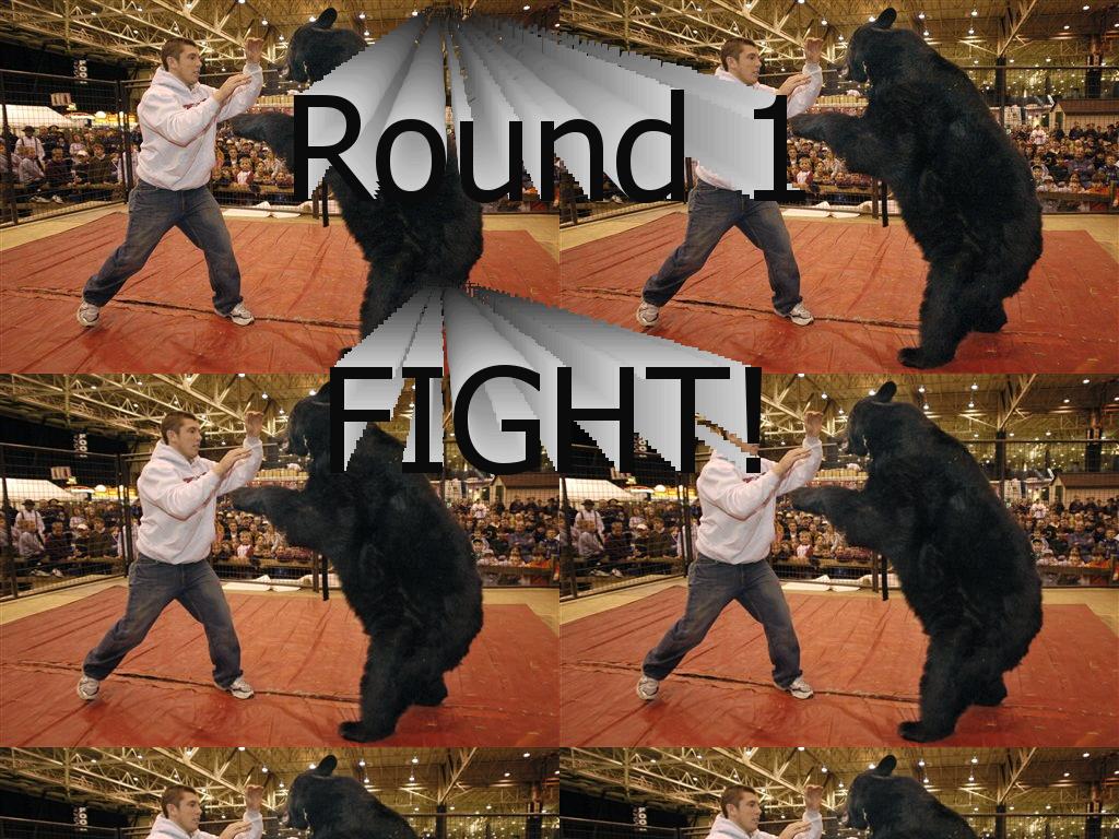 bearfight