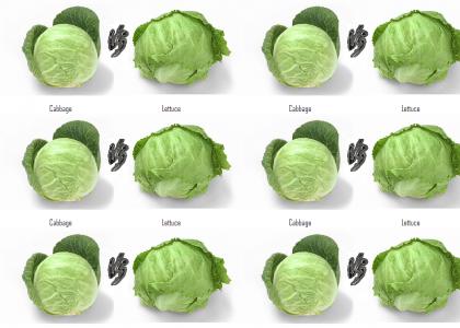 Cabbage Vs. Lettuce