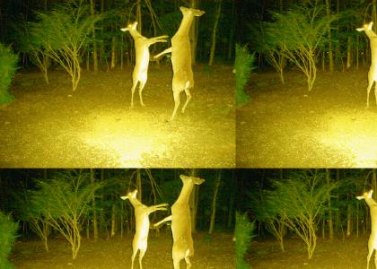 Deer Rave!